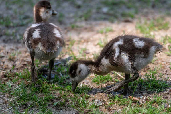 Fledgling Egyptian Goose Alopochen Aegyptiaca — Stock Photo, Image