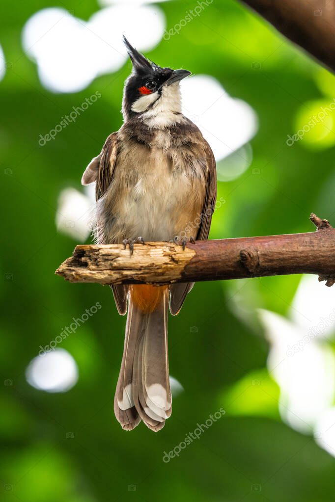 Red-whiskered or Crested Bulbul (Pycnonotus jocosus)