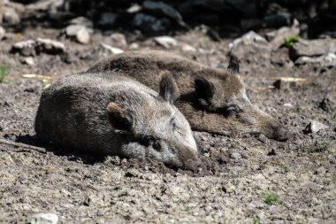 Yaban Domuzları (Sus scrofa) Dinleniyor