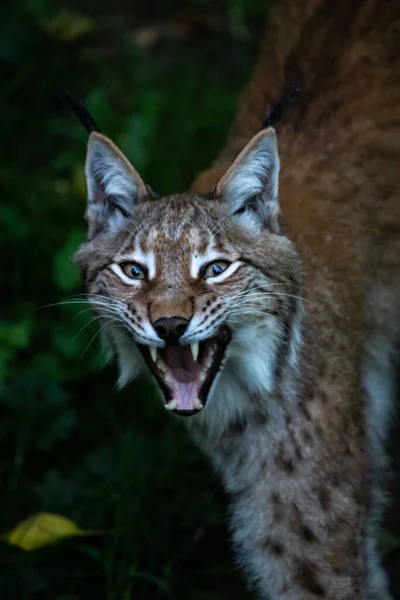 Lynx Eurasiático Paseando Por Bosque Atardecer —  Fotos de Stock
