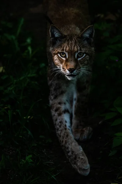 Eurázsiai Lynx Sétál Erdőben Alkonyatkor — Stock Fotó