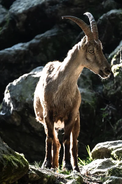 Samičí Alpský Bex Capra Ibex — Stock fotografie