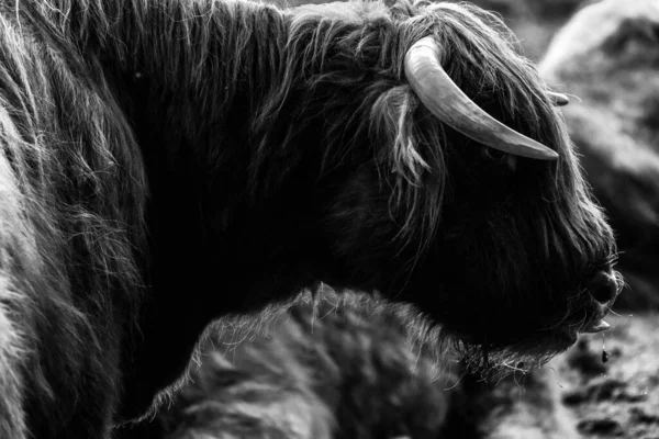 Highland Cattle Bos Primigenius Taurus — Stock Photo, Image