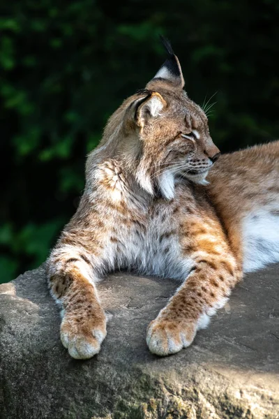 Eurázsiai Lynx Lynx Lynx Portré — Stock Fotó