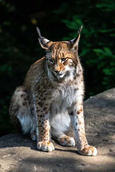Eurasischer Luchs Lynx Lynx Portrait — Stockfoto