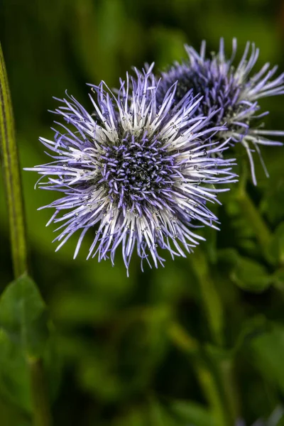 Mavi Küre Daisy Globularia Trichosantha — Stok fotoğraf