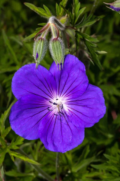 Kwiat Żurawia Łąkowego Geranium Pratense Orion — Zdjęcie stockowe
