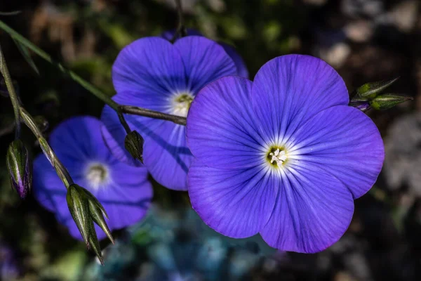 Flores Lino Perenne Azul Linum Narbonense —  Fotos de Stock