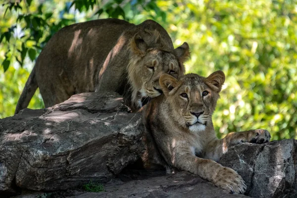 Asiatische Löwe Panthera Leo Persica — Stockfoto