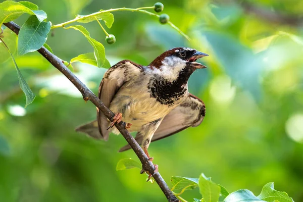 Gorrión Macho Casa Passer Domesticus —  Fotos de Stock