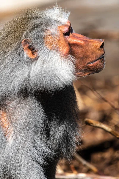 Pavian Hamadryas Papio Hamadryas — Stockfoto