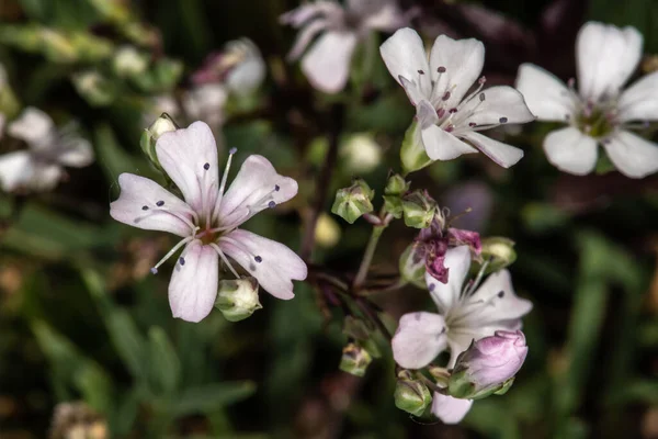 Alp Çemberi ya da Sürünen Bebek Nefesi (Çingene tövbe eder))