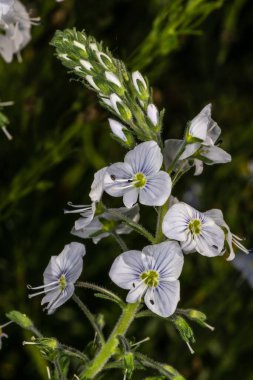 Gentian Speedwell Çiçekleri (Veronica Gentianoides)