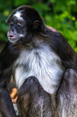 Kahverengi Örümcek Maymunu veya Değişken Örümcek Maymunu (Ateles hybridus)