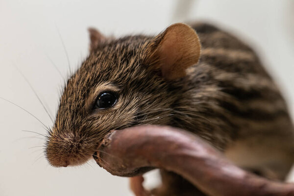 Striped Grass Mouse (Lemniscomys barbarus)