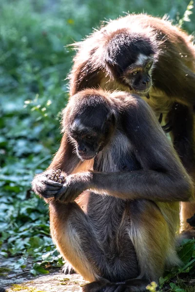 Braune Spinnenaffe Oder Bunte Spinnenaffe Ateles Hybridus — Stockfoto