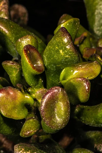 Cuillère Jade Gollum Jade Crassula Portulacea — Photo