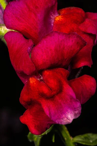 Snapdragon Flower Nahaufnahme Antirrhinum Spec — Stockfoto