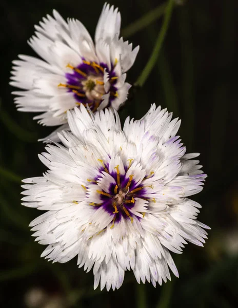 Aşk Tanrısı Nın Dart Çiçeği Catananche Caerulea — Stok fotoğraf