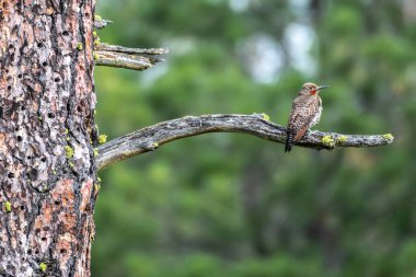Ölü Performans Ağacına Tüneyen Erkek Kuzey Titreşimi (Colaptes auratus)