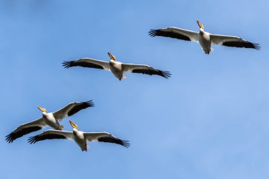 Amerikan Beyaz Pelikanları (Pelecanus erythrorhynchos)