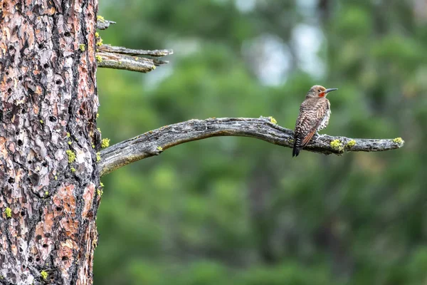 Flicker Nord Colaptes Auratus Mâle Perché Sur Arbre Perforé Mort — Photo