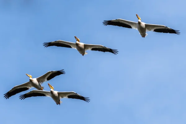 Amerikan Beyaz Pelikanları (Pelecanus erythrorhynchos)