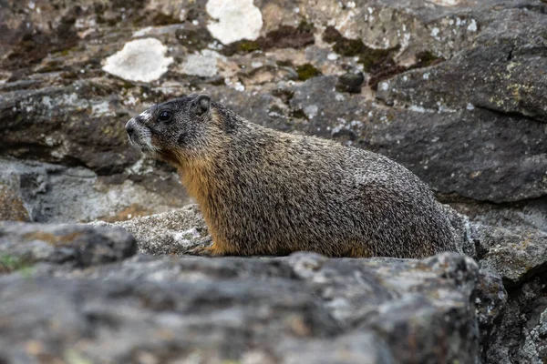 Rock Chuck Yellow Bellied Marmot Marmota Flaviventris — Stock Photo, Image