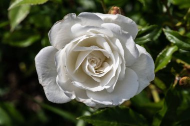 Bahçe Gülü, Üreme Varyasyonu 'Buz Dağları'