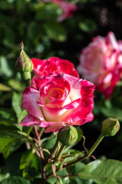 Bahçe Gülü, Üreme Varyasyonu 'Zarif Kadın'