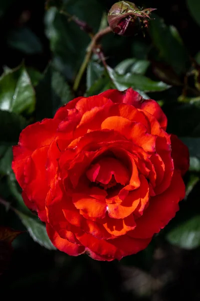 园中玫瑰花 品种繁多 性价比高 — 图库照片