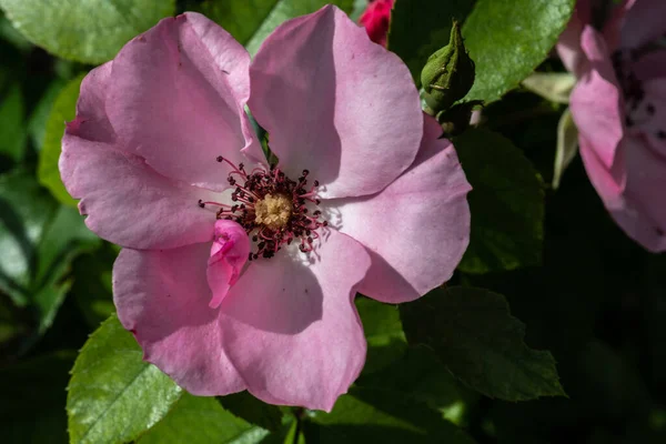 Zahradní Růže Odrůda První Světlo — Stock fotografie