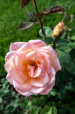 Bahçe Gülü, Üreme Varyasyonu Yaz Rüyası