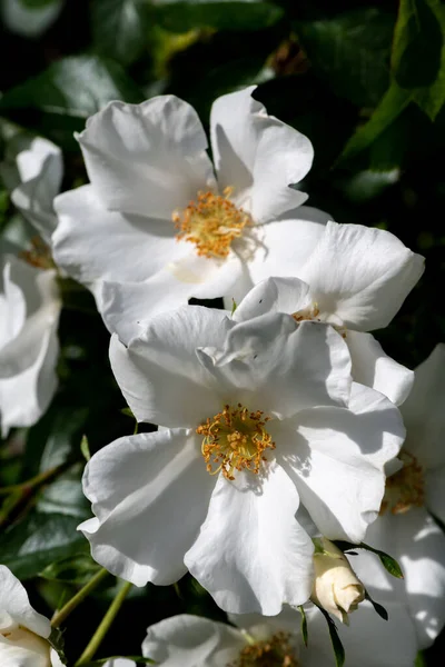 Garden Rose Flower Variety Starry Night — Stock Photo, Image