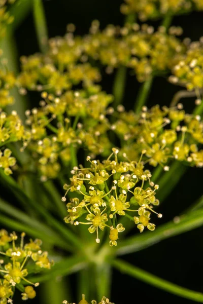 Kwiat Pietruszki Petroselinum Crispum — Zdjęcie stockowe