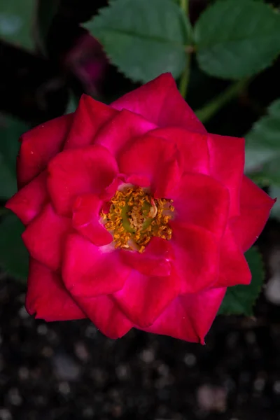 Kwiat Róży Ogrodowej Różnorodność Dziewczynka Tatusia — Zdjęcie stockowe