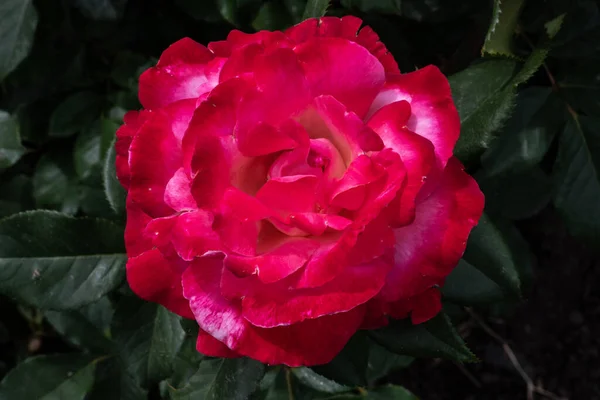 Kwiat Róży Ogrodowej Odmiana Magia Kolorów — Zdjęcie stockowe