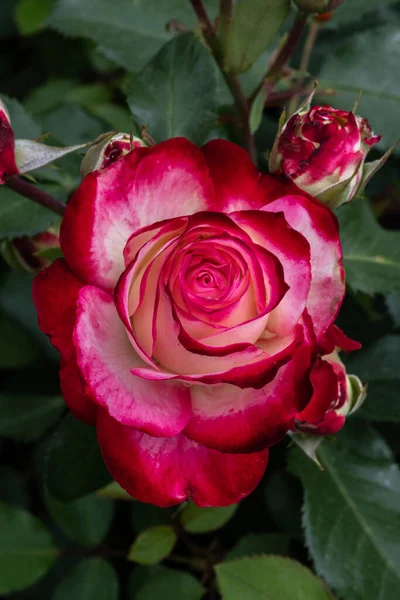 Flor Rosa Jardín Variedad Cherry Parfait — Foto de Stock