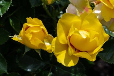 Bahçe Gülü Çiçeği, Varyasyon 'Eyekonik Limonata'