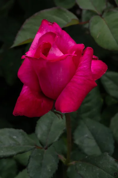 Fleur Rose Jardin Variété Marijke Koopman — Photo