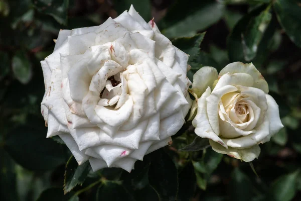 Flor Rosa Jardín Variedad Irresistible — Foto de Stock