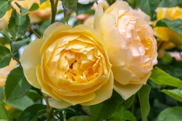 Цветок Садовых Роз Варвара Грэм Томас — стоковое фото