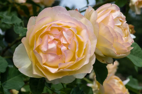 Fleur Rose Jardin Variété Graham Thomas — Photo