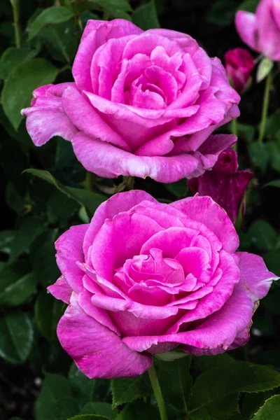 Flor Rosa Jardín Variedad Memoria Fragante — Foto de Stock