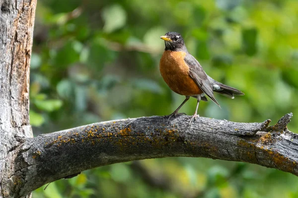 Perching American Robin Turdus Migratorius — Stock Photo, Image