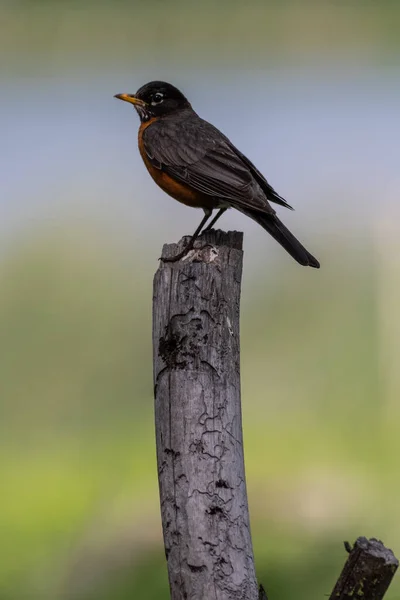 Perching American Robin Turdus Migratorius — Fotografia de Stock