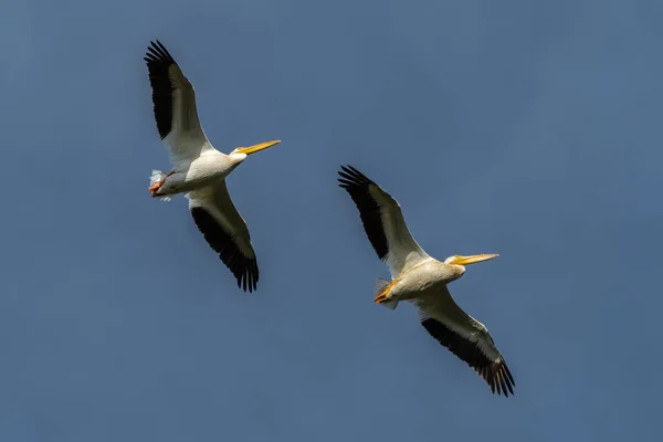 Pelícanos Blancos Estadounidenses Voladores Pelecanus Erythrorhynchos — Foto de Stock