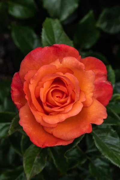 Kwiat Róży Ogrodowej Odmiana Voodoo — Zdjęcie stockowe