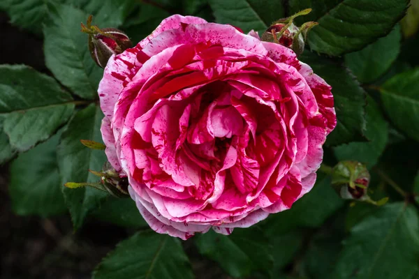 Kwiat Róży Ogrodowej Odmiana Scenograficzna — Zdjęcie stockowe