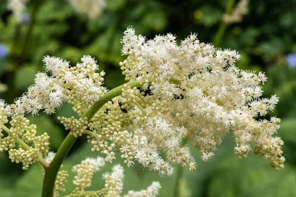 Close Roger Flower Astilboides Tabularis — Stock Photo, Image